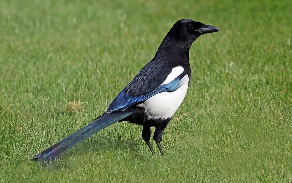 Eurasian Magpie (Pica pica) — photo 1 of 4