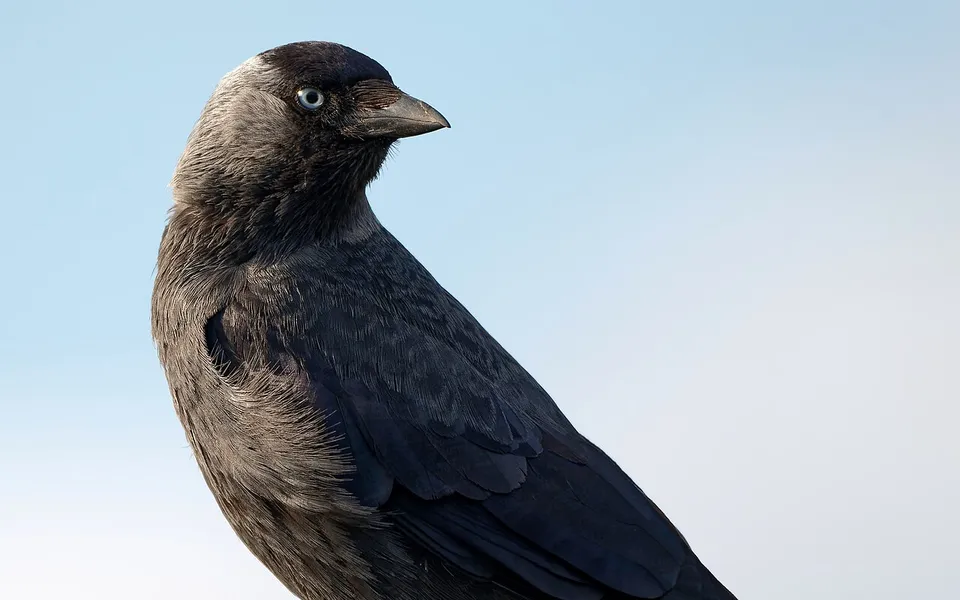 Eurasian Jackdaw (Coloeus monedula) — photo 5 of 5