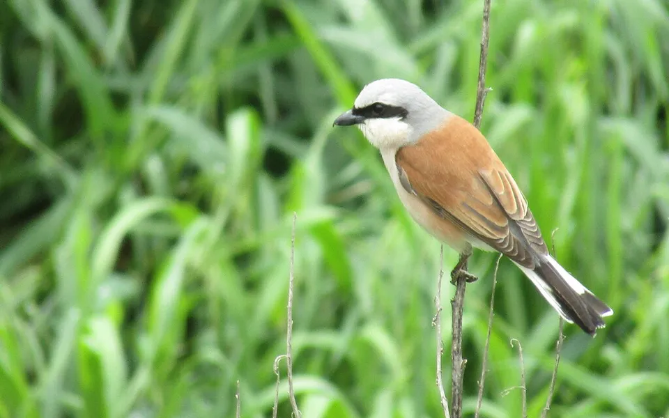 Red-backed Shrike (Lanius collurio) — photo 2 of 5