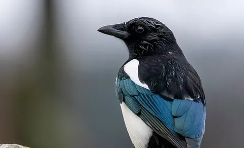 Eurasian Magpie (Pica pica) — photo 2 of 4