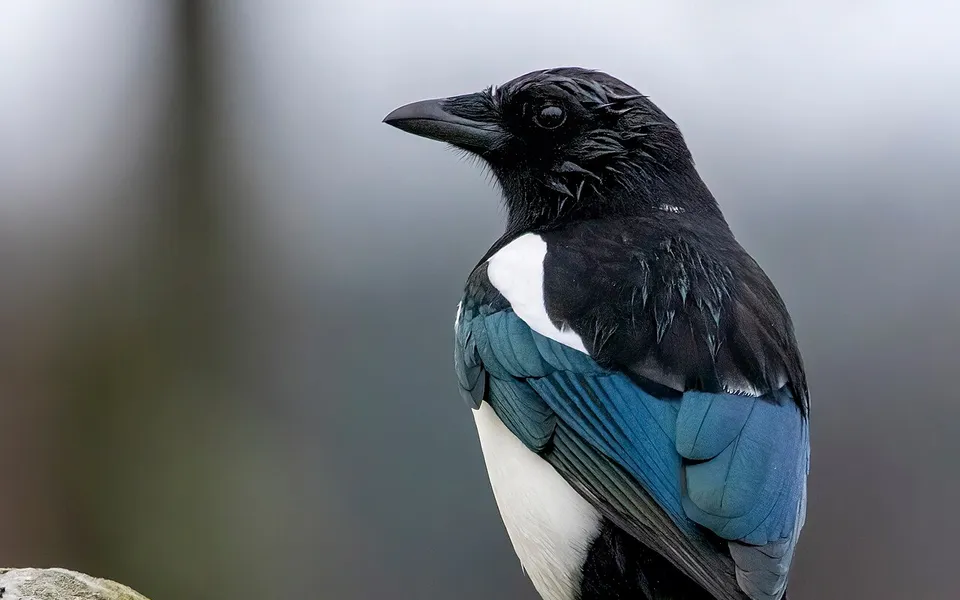 Eurasian Magpie (Pica pica) — photo 2 of 4