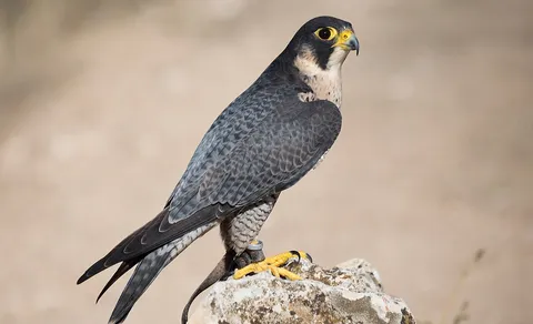 Peregrine Falcon
