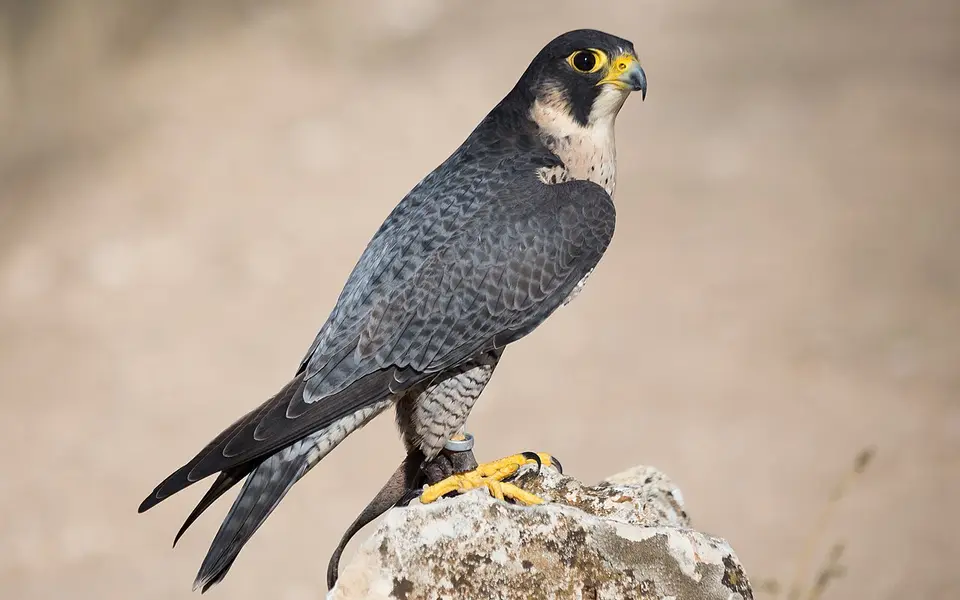 Peregrine Falcon (Falco peregrinus) — photo 3 of 4