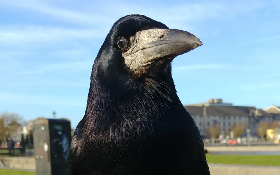 Rook (Corvus frugilegus) — photo 4 of 4