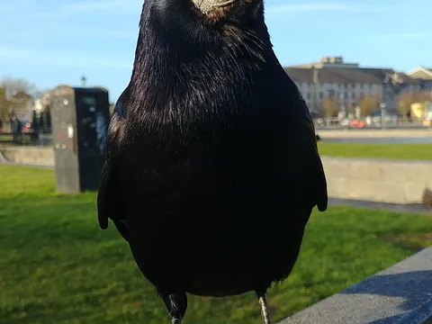 Грач