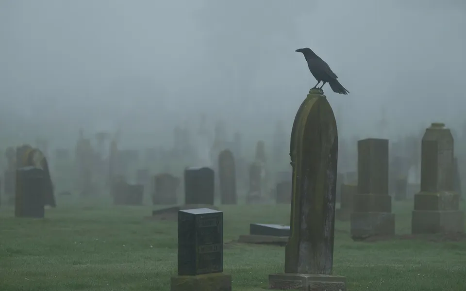 Common Raven (Corvus corax) — photo 2 of 4