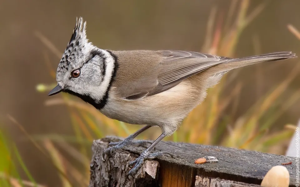Crested Tit (Lophophanes cristatus) — photo 5 of 5