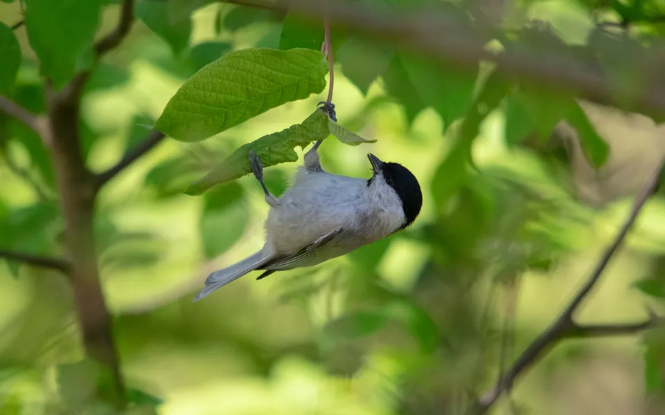 Marsh Tit (Poecile palustris) — photo 2 of 5