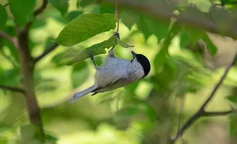 Marsh Tit (Poecile palustris) — photo 2 of 5