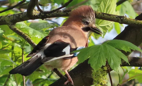 Eurasian Jay (Garrulus glandarius) — photo 2 of 5