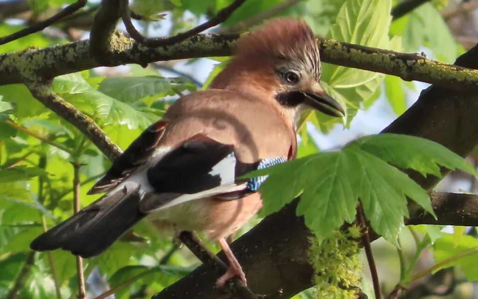 Eurasian Jay (Garrulus glandarius) — photo 2 of 5