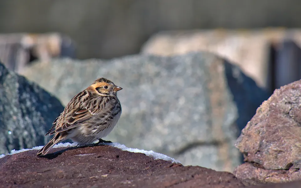 Lapland Longspur (Calcarius lapponicus) — photo 5 of 5