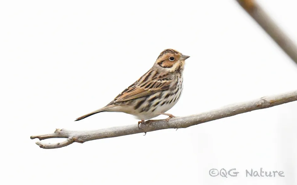 Little Bunting (Emberiza pusilla) — photo 3 of 4