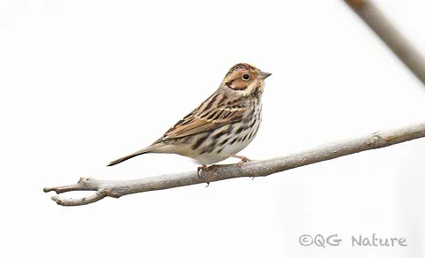 Little Bunting (Emberiza pusilla) — photo 3 of 4