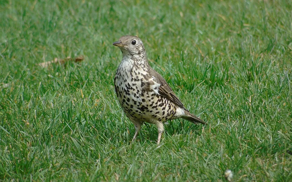Mistle Thrush (Turdus viscivorus) — photo 5 of 5