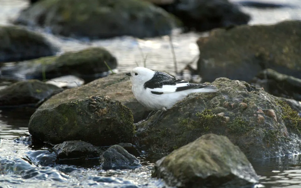 Snow Bunting (Plectrophenax nivalis) — photo 5 of 5