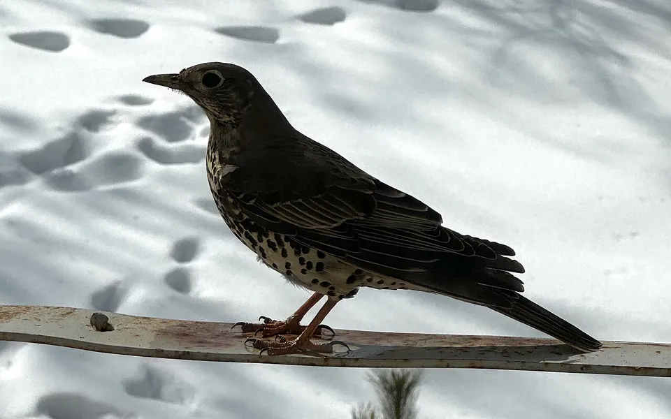 Mistle Thrush (Turdus viscivorus) — photo 4 of 5
