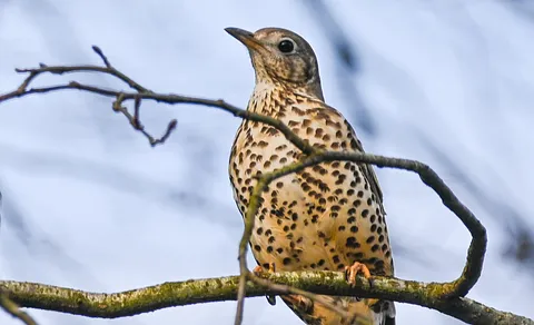 Mistle Thrush (Turdus viscivorus) — photo 3 of 5