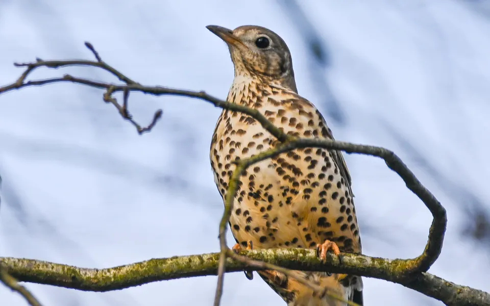 Mistle Thrush (Turdus viscivorus) — photo 3 of 5