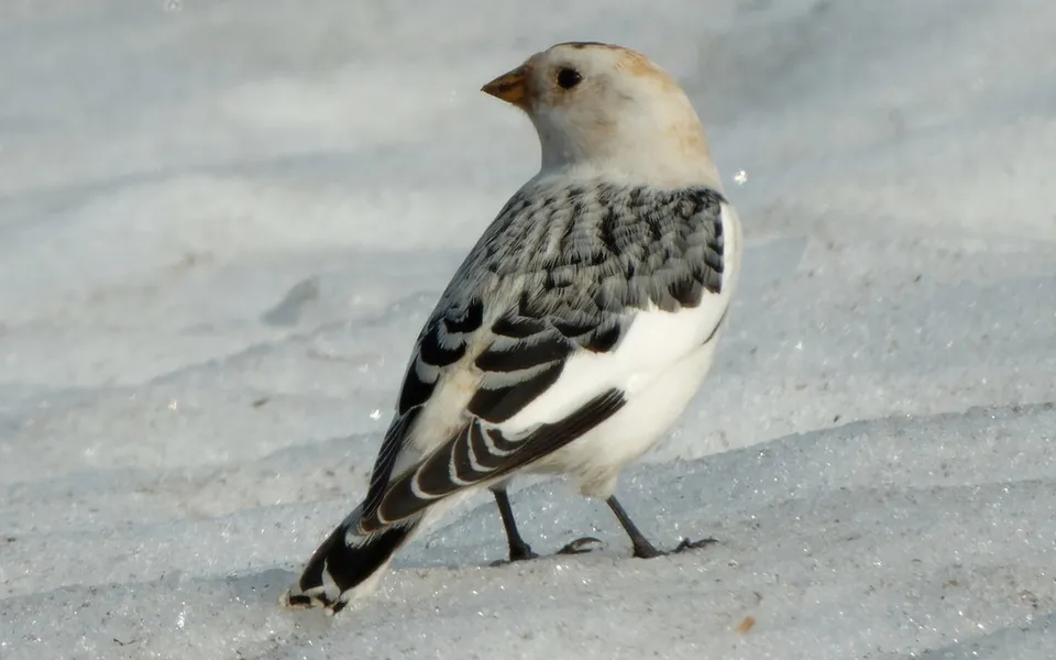 Snow Bunting (Plectrophenax nivalis) — photo 3 of 5