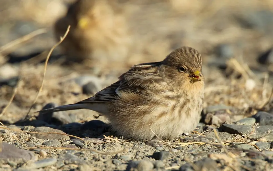 Twite (Linaria flavirostris) — photo 3 of 5