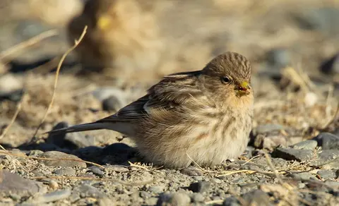 Twite (Linaria flavirostris) — photo 3 of 5