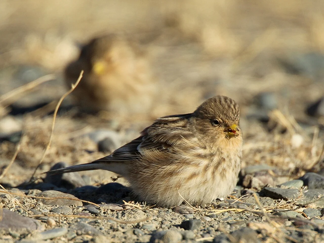 Twite (Linaria flavirostris) — photo 3 of 5
