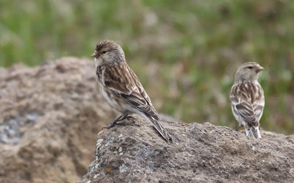 Twite (Linaria flavirostris) — photo 4 of 5