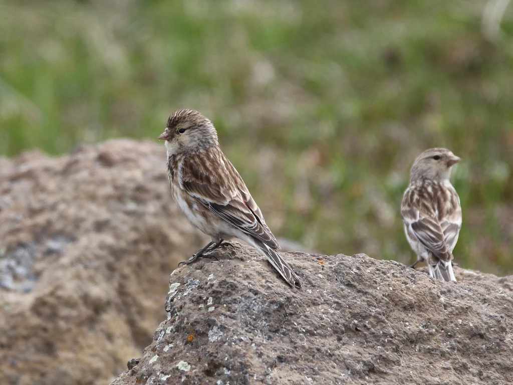Twite (Linaria flavirostris) — photo 4 of 5
