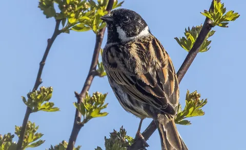 Reed Bunting (Emberiza schoeniclus) — photo 2 of 4