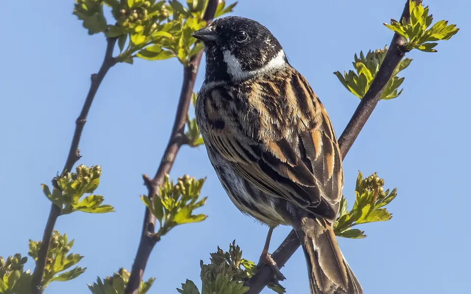 Reed Bunting (Emberiza schoeniclus) — photo 2 of 4