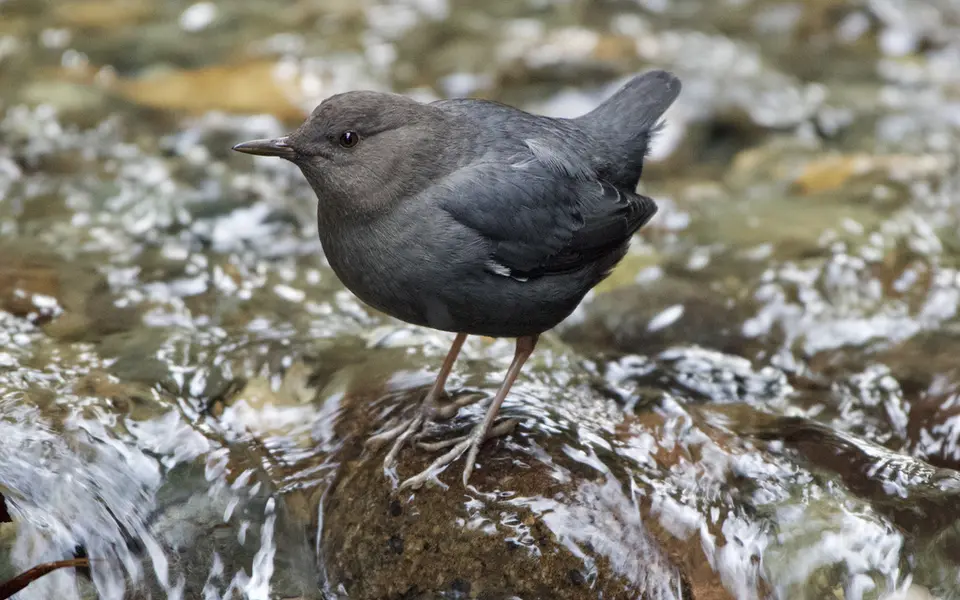 White-throated Dipper (Cinclus cinclus) — photo 3 of 3