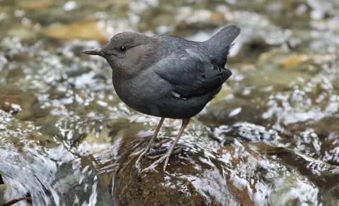 White-throated Dipper (Cinclus cinclus) — photo 3 of 3