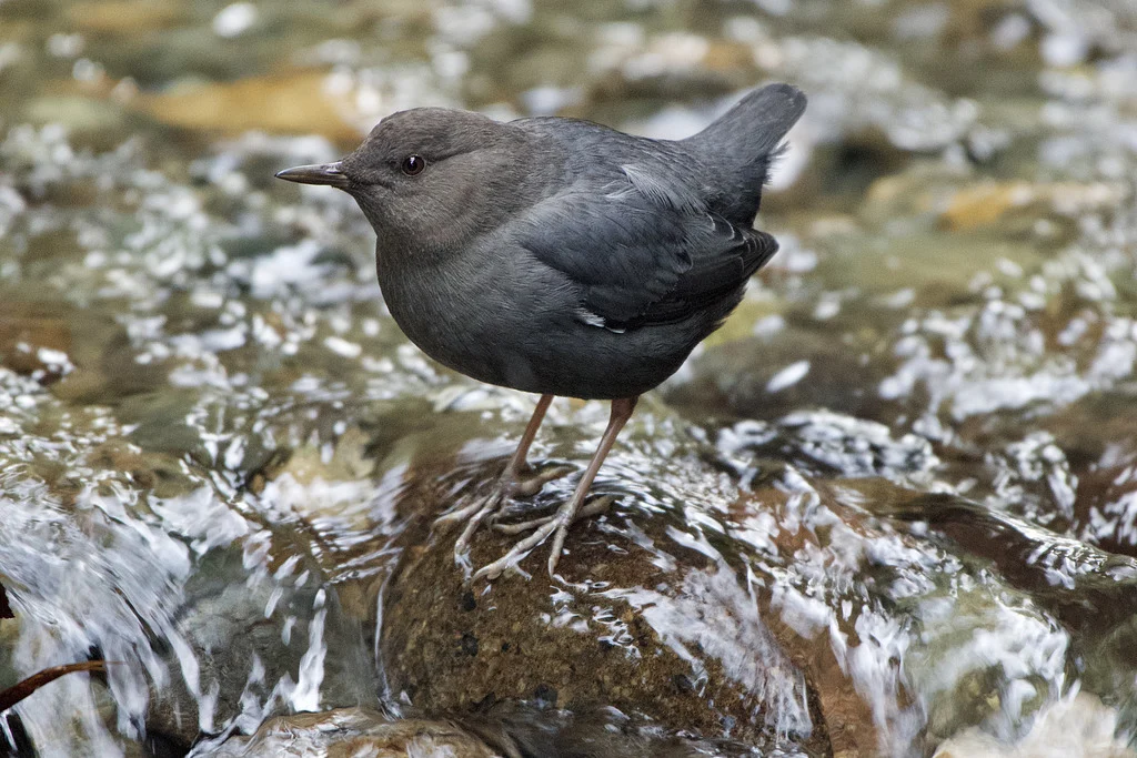 White-throated Dipper (Cinclus cinclus) — photo 3 of 3