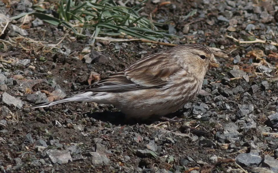 Twite (Linaria flavirostris) — photo 5 of 5