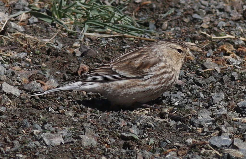 Twite (Linaria flavirostris) — photo 5 of 5
