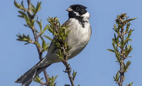 Reed Bunting (Emberiza schoeniclus) — photo 3 of 4