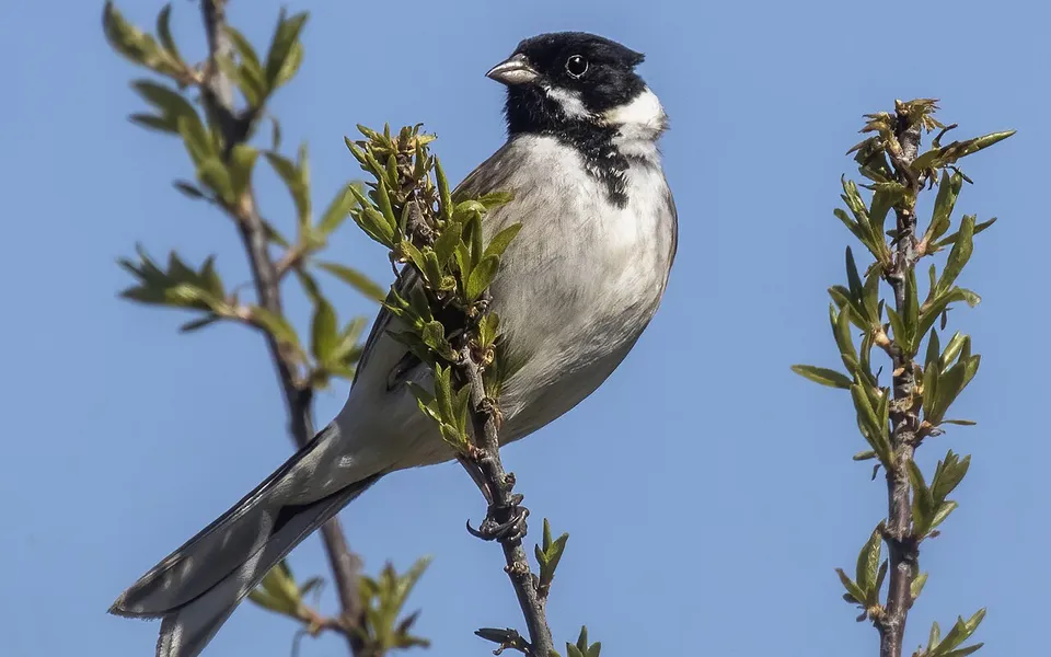 Reed Bunting (Emberiza schoeniclus) — photo 3 of 4