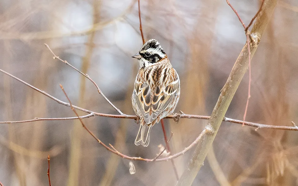 Rustic Bunting (Emberiza rustica) — photo 4 of 4