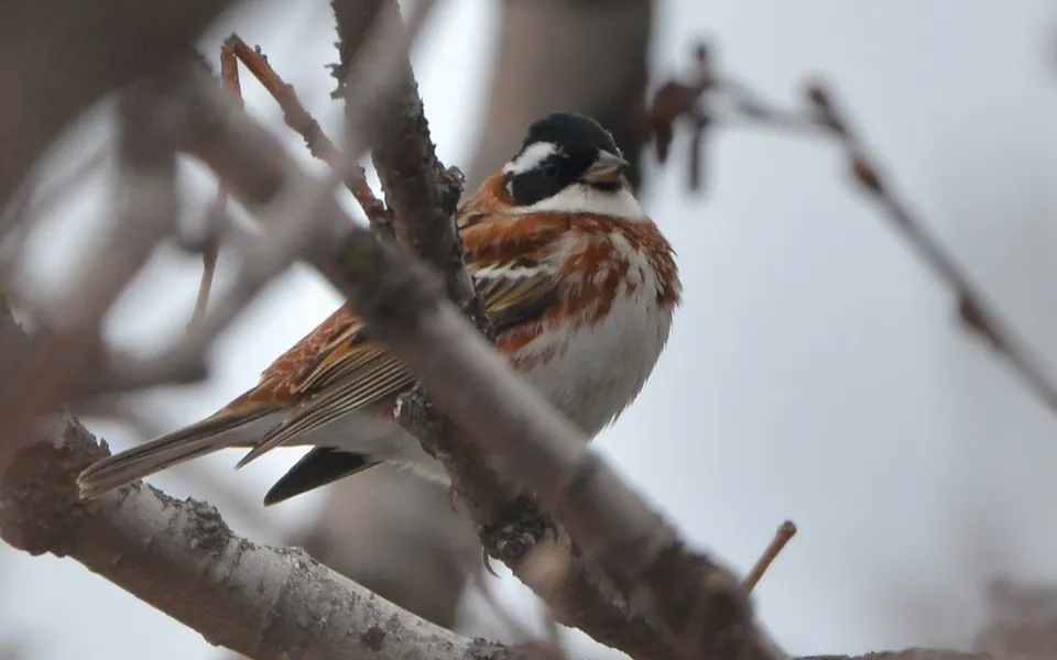 Rustic Bunting (Emberiza rustica) — photo 3 of 4
