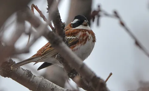Rustic Bunting (Emberiza rustica) — photo 3 of 4