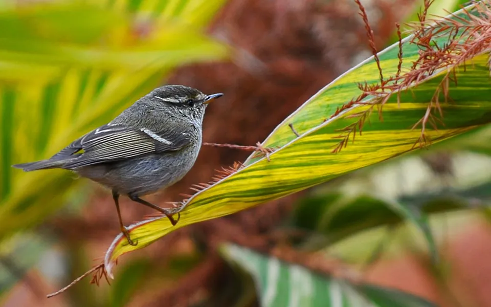 Yellow-browed Warbler (Phylloscopus inornatus) — photo 2 of 2