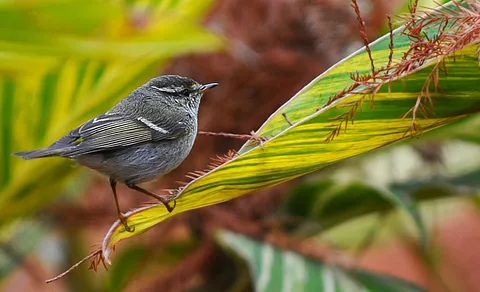 Yellow-browed Warbler (Phylloscopus inornatus) — photo 2 of 2