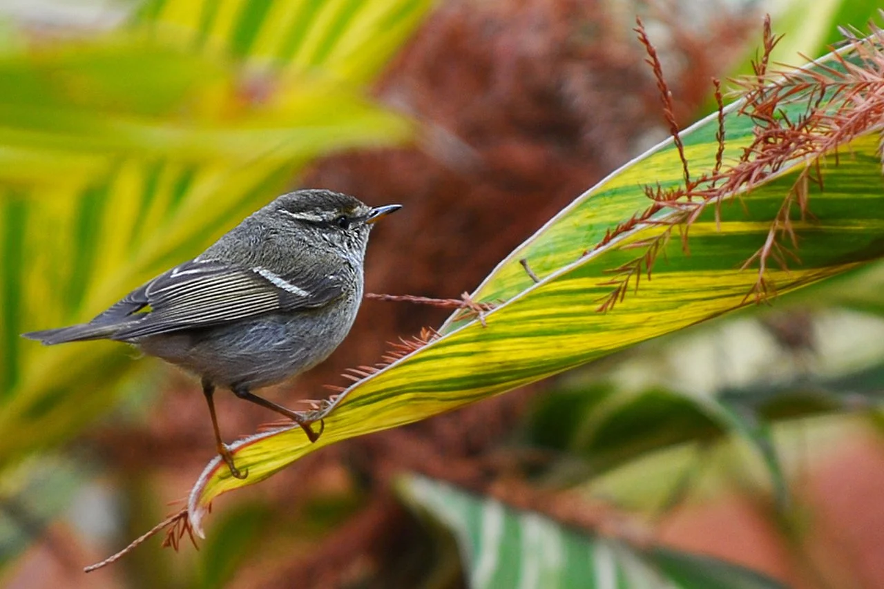 Yellow-browed Warbler (Phylloscopus inornatus) — photo 2 of 2