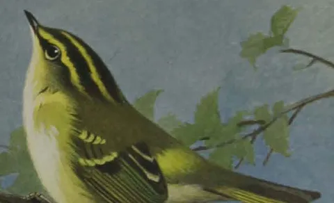 Pallas's Leaf Warbler (Phylloscopus proregulus) — photo 3 of 5
