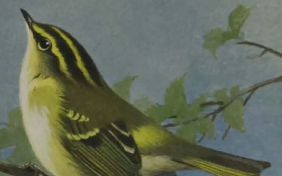 Pallas's Leaf Warbler (Phylloscopus proregulus) — photo 3 of 5