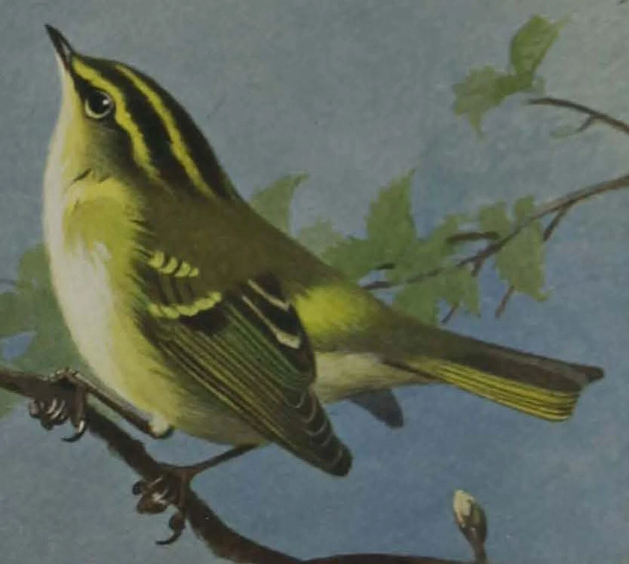 Pallas's Leaf Warbler (Phylloscopus proregulus) — photo 3 of 5