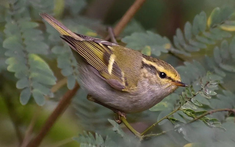 Pallas's Leaf Warbler (Phylloscopus proregulus) — photo 5 of 5