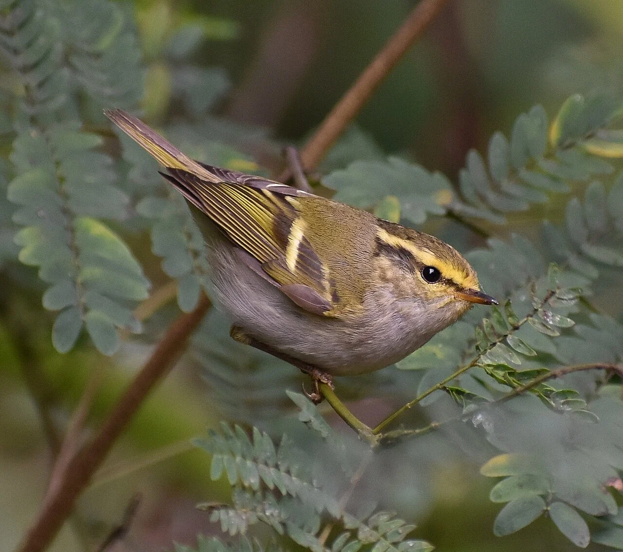 Pallas's Leaf Warbler (Phylloscopus proregulus) — photo 5 of 5