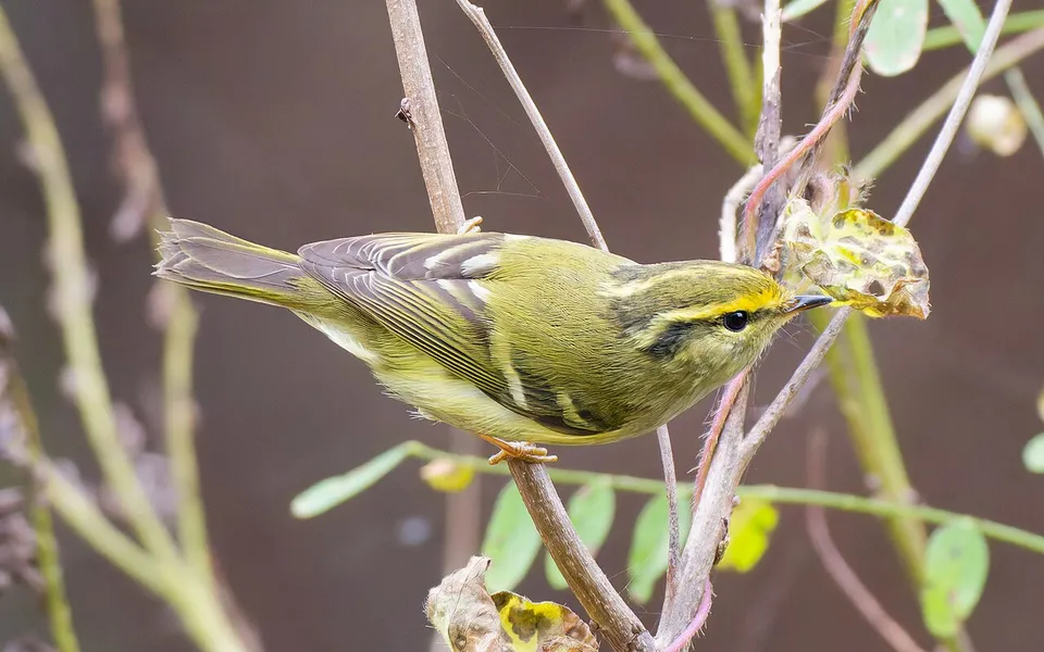 Pallas's Leaf Warbler (Phylloscopus proregulus) — photo 4 of 5
